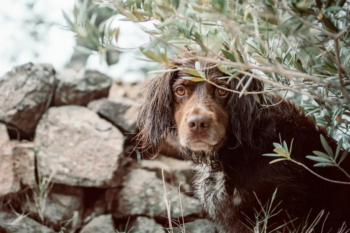 Training Dogs for Shed Hunting