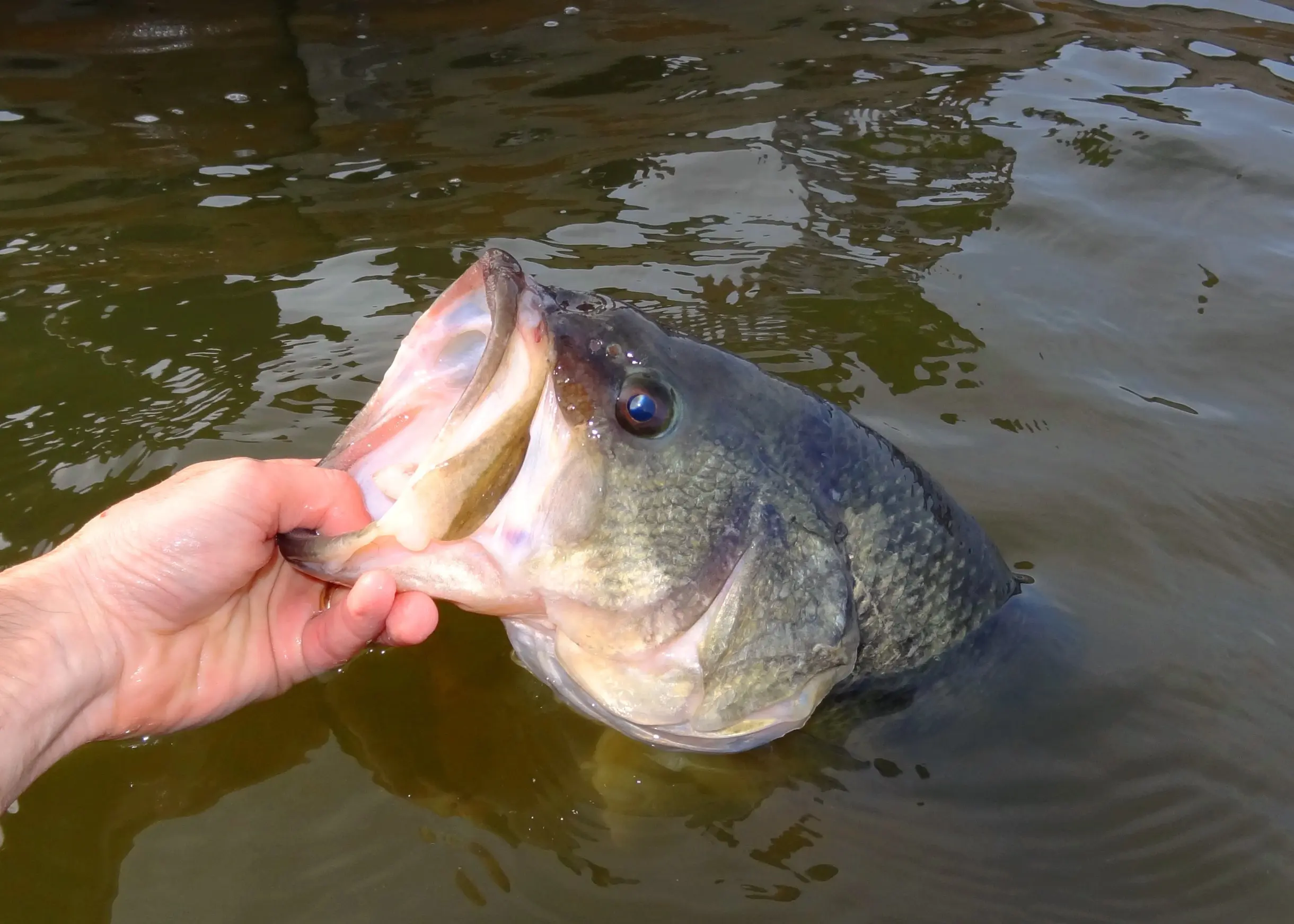 Largemouth bass fishing