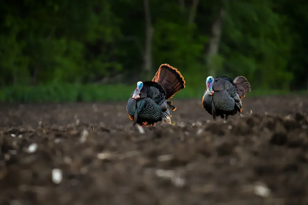 Turkey Hunting Preparations