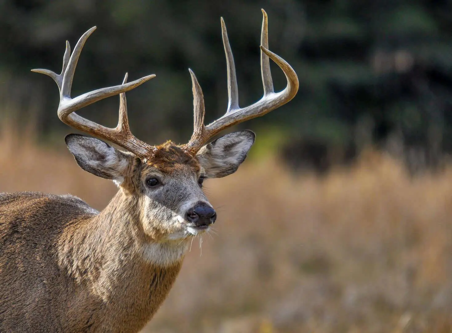 5 Steps for an Easy DIY European Mount
