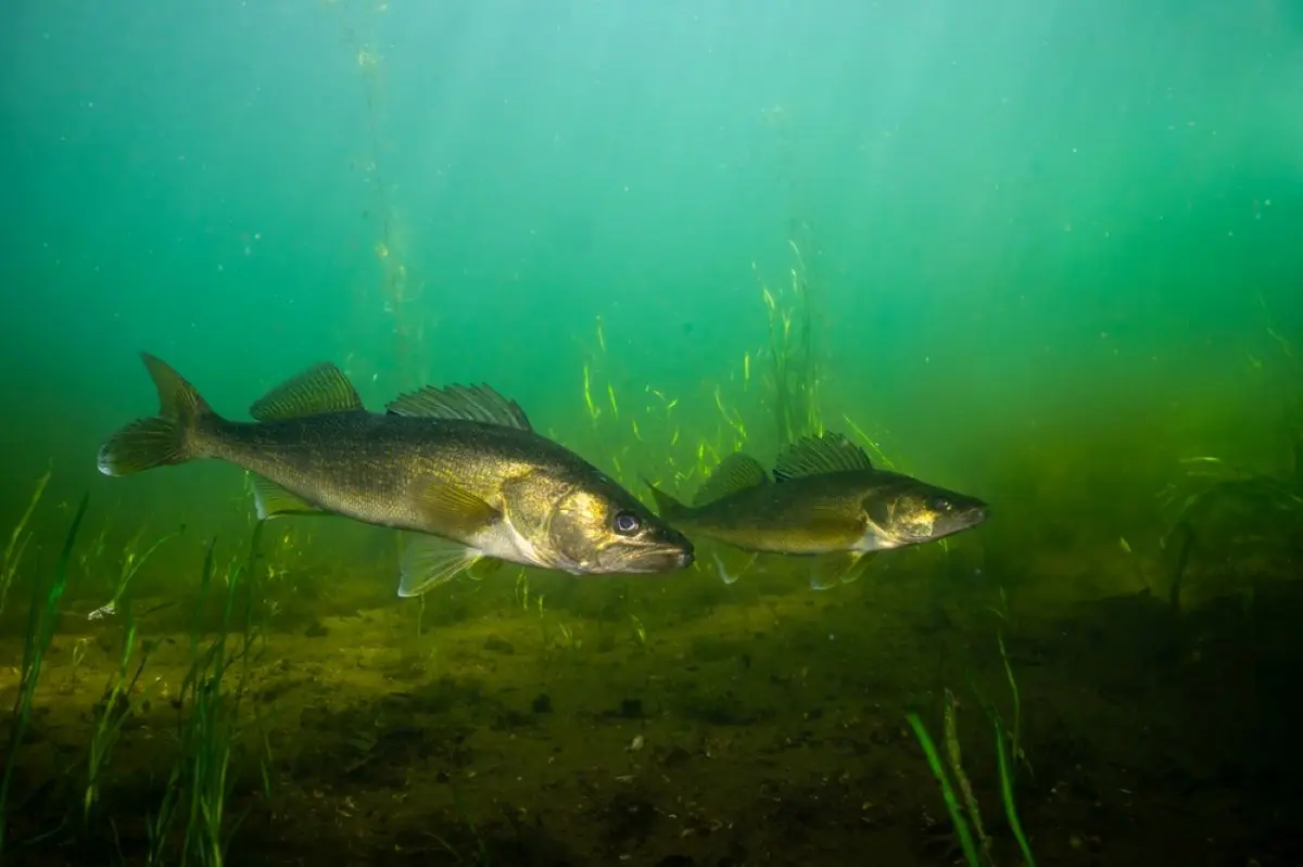 Trolling Tactics for Walleyes