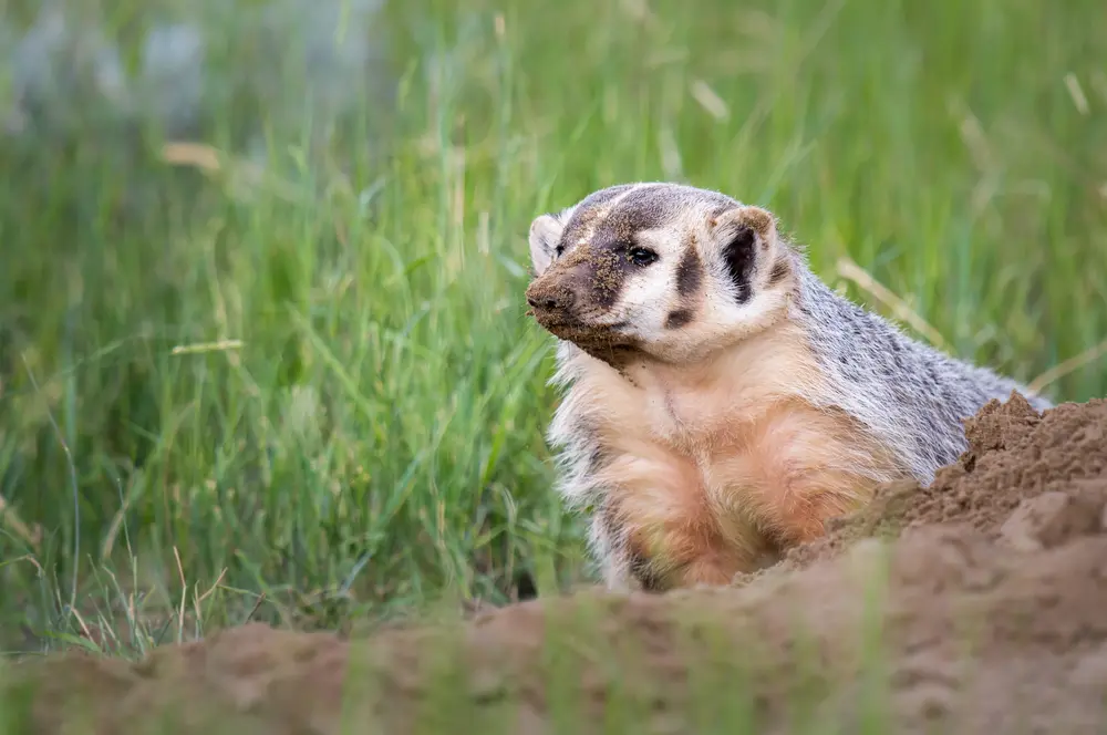 how to trap badgers