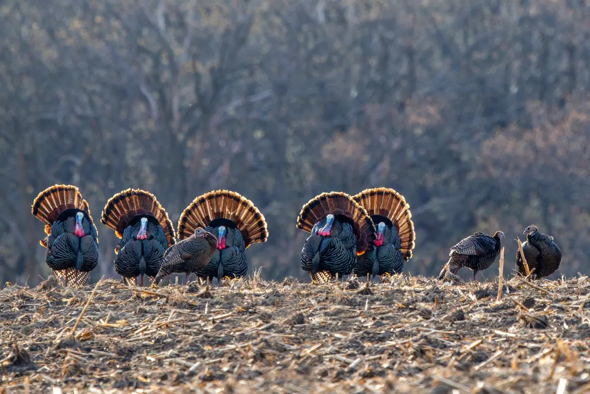 How to Call Turkeys