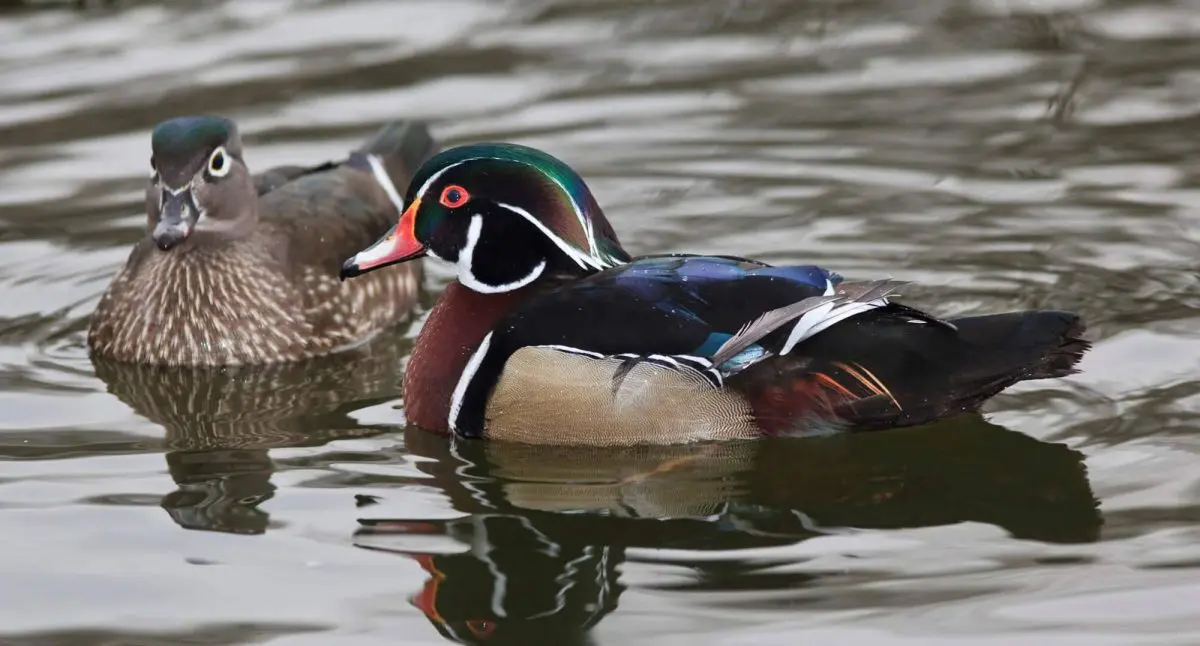 Targeting Wood Ducks in Iowa