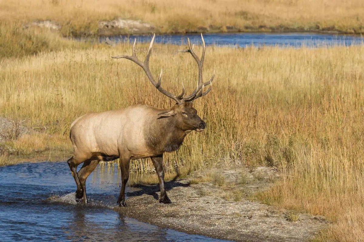 So you Want to go Elk Hunting...