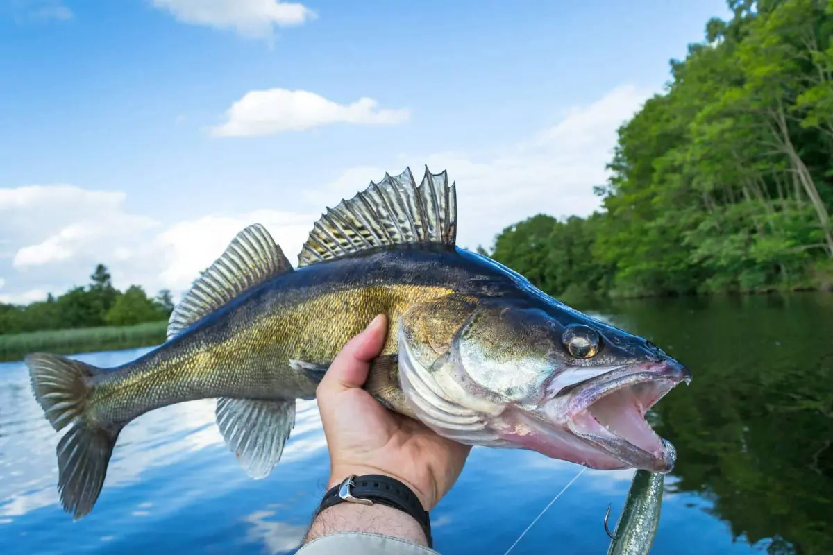 September Walleye - Transition Time