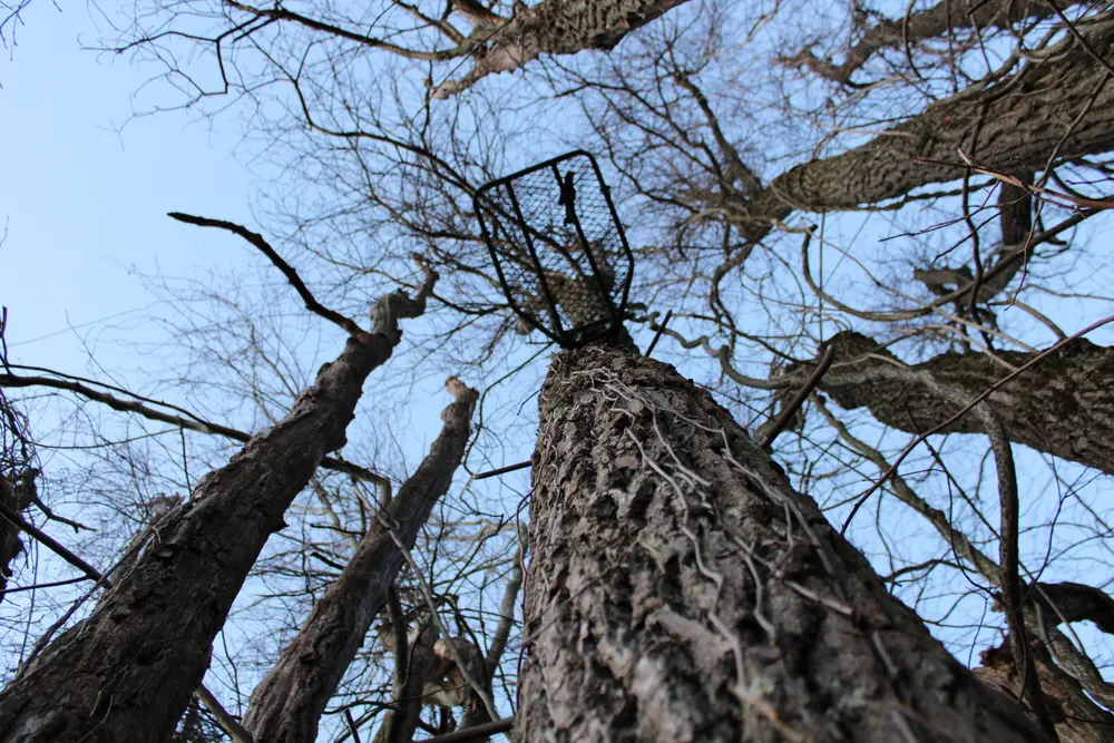 Setting your Tree stand