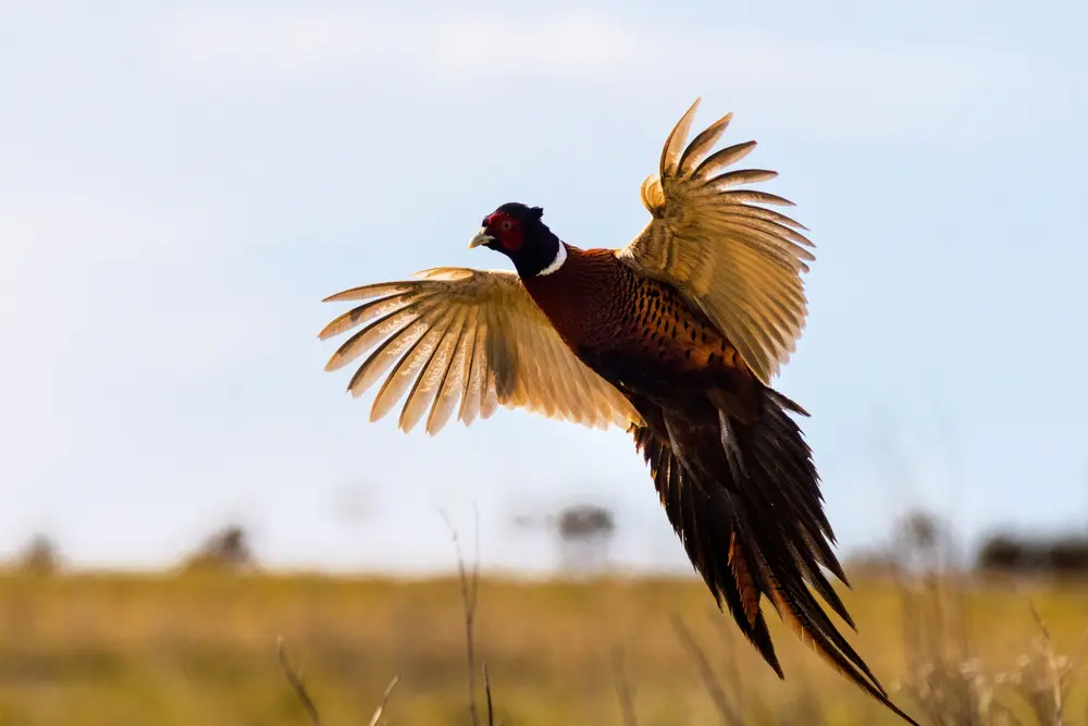 Pheasant Hunting