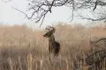 Top Tactics for Each State of the Rut