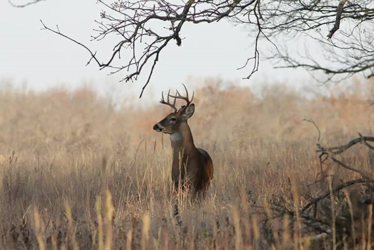 Top Tactics for Each State of the Rut