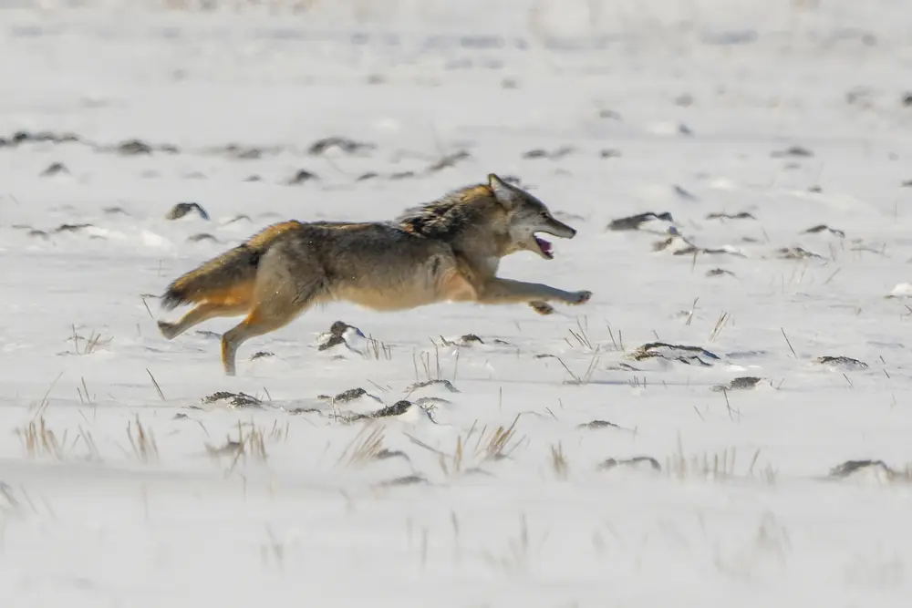 Hunting Early Season Coyotes