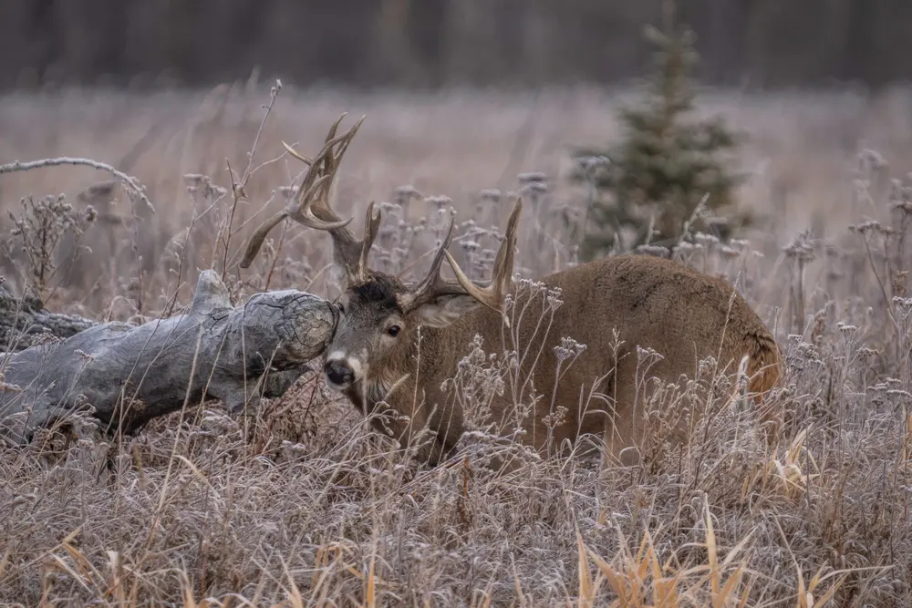 Patterning Bucks During Rut