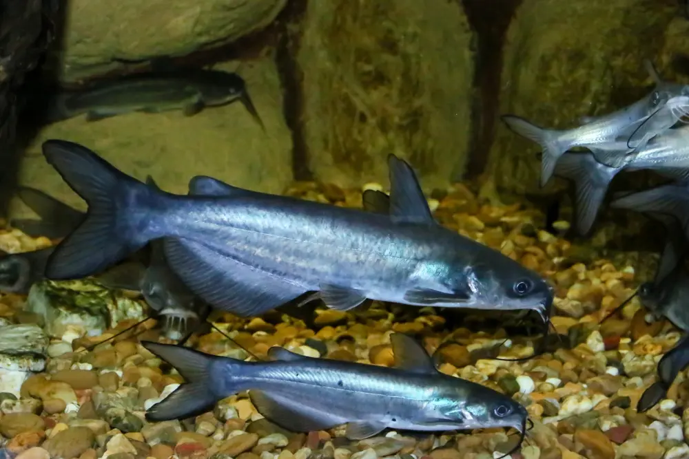 Top 9 Channel Catfish Baits
