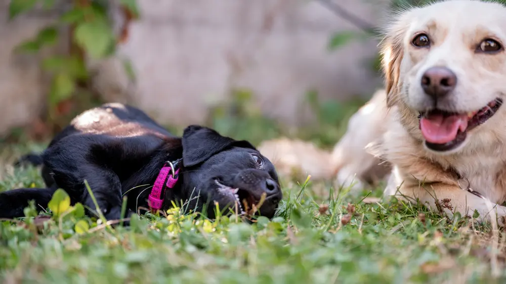 Tips for a Puppy