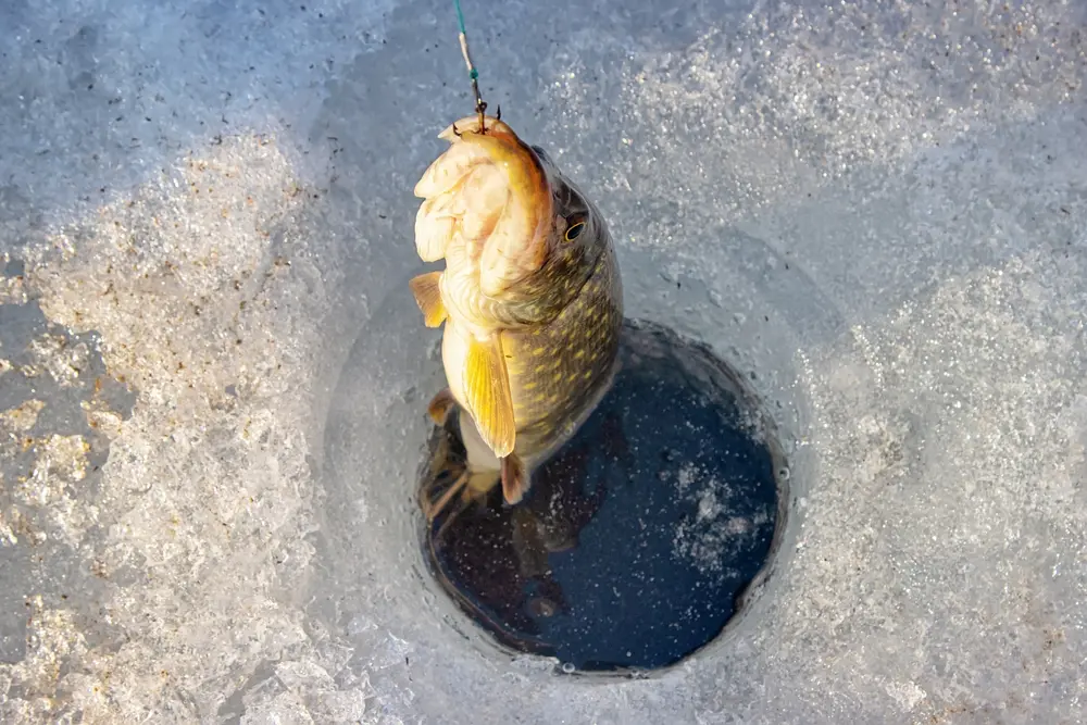 ice fishing speed fishing technique