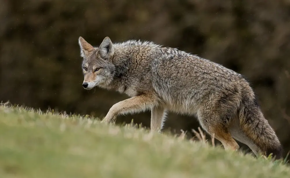 Mistakes that Spook Coyotes