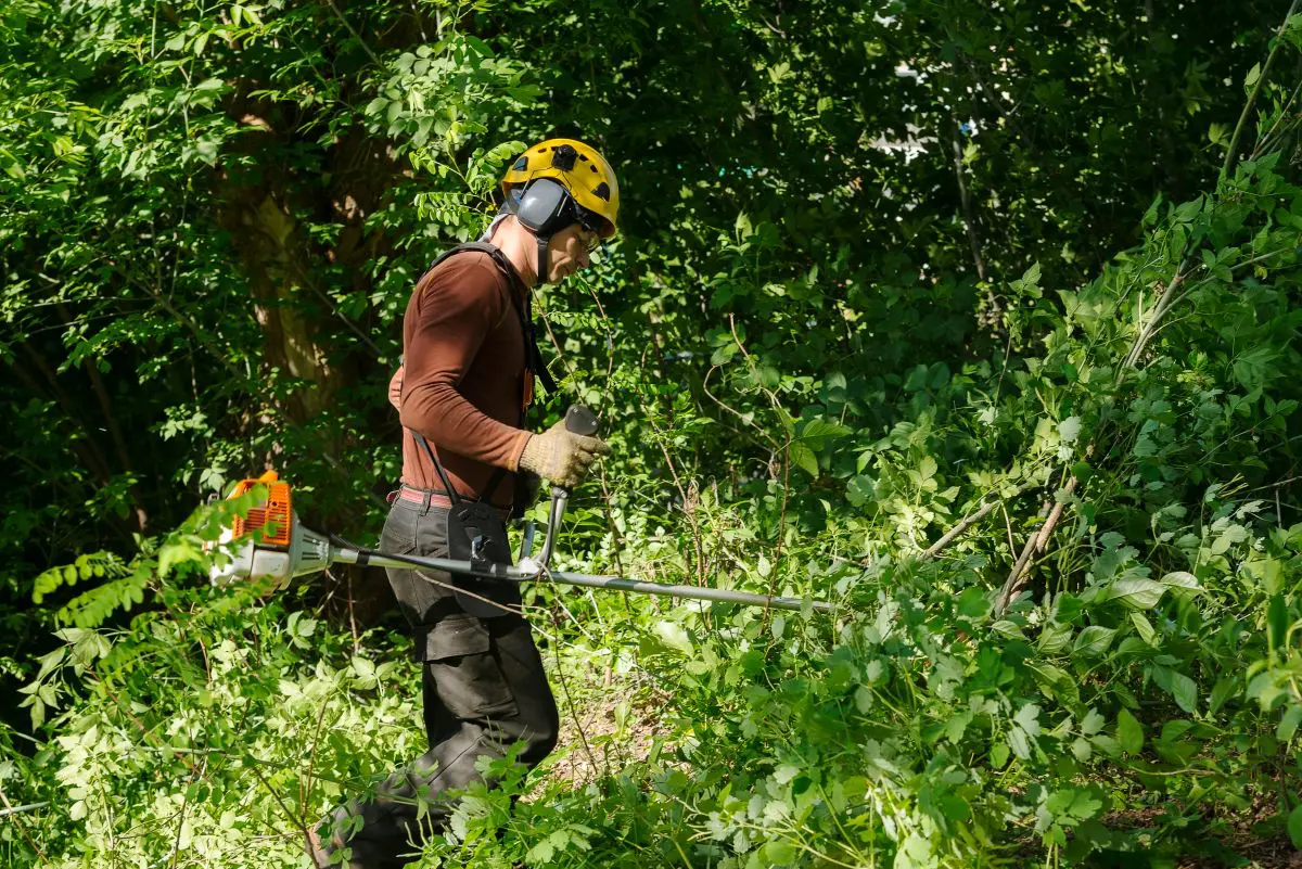Hinge Cutting for Whitetails