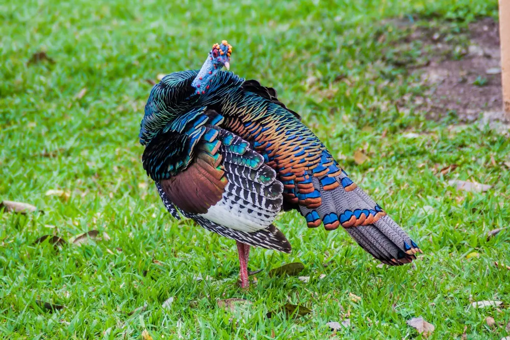 Turkey World Slam