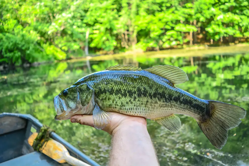 Creature Baits for Largemouth Bass