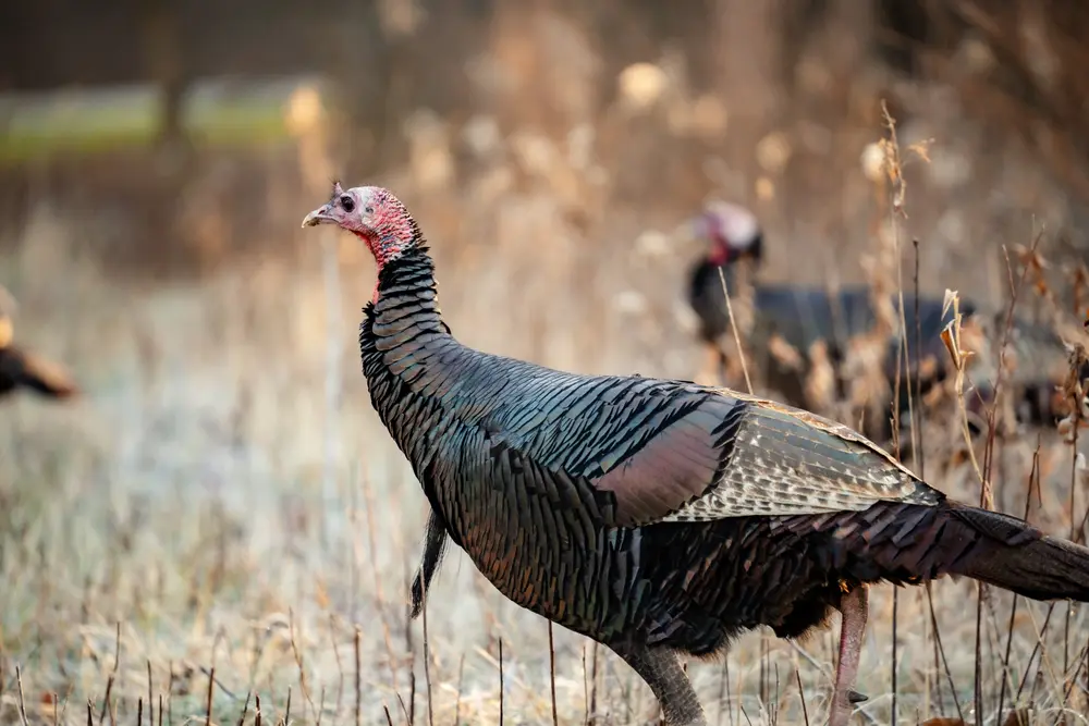 Iowa Late Season Turkey