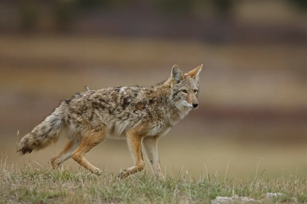 Summer Coyote hunting