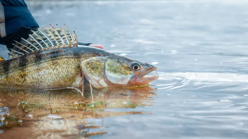 Trolling for Walleyes over Weeds