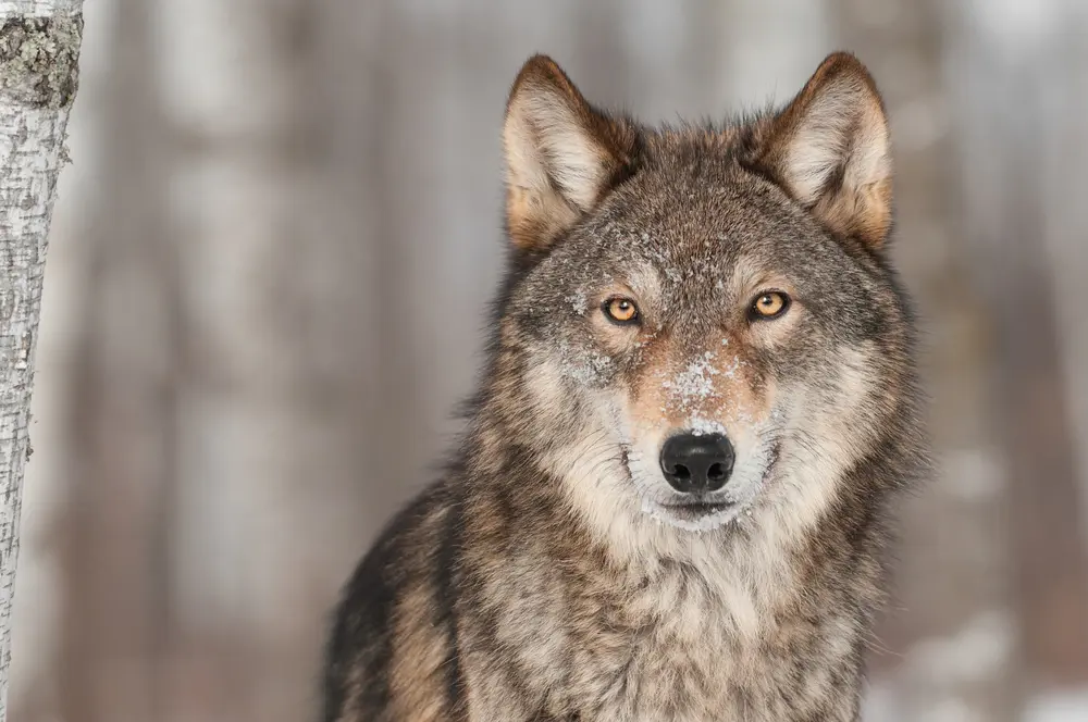 Wolves in Iowa Then Now