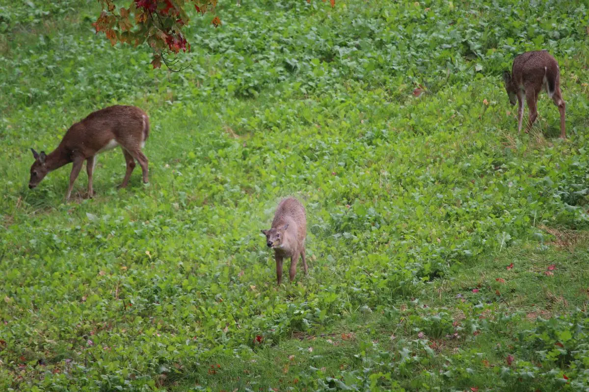 Fall Whitetail Food Plot Tips
