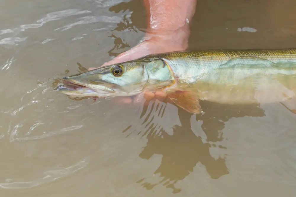 Iowa walleye muskie fishing