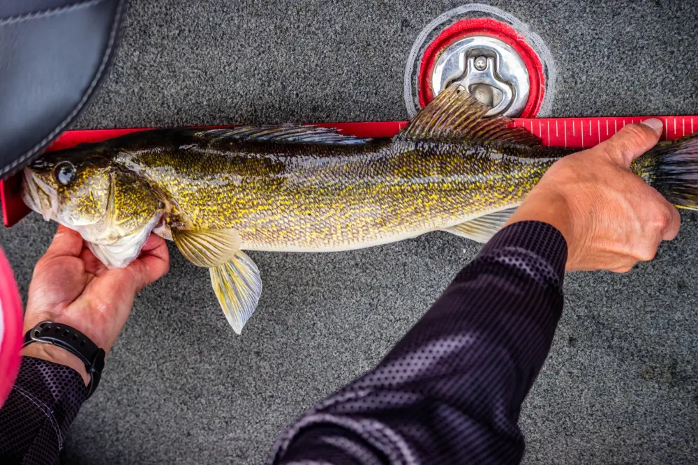 Trophy walleye tactics