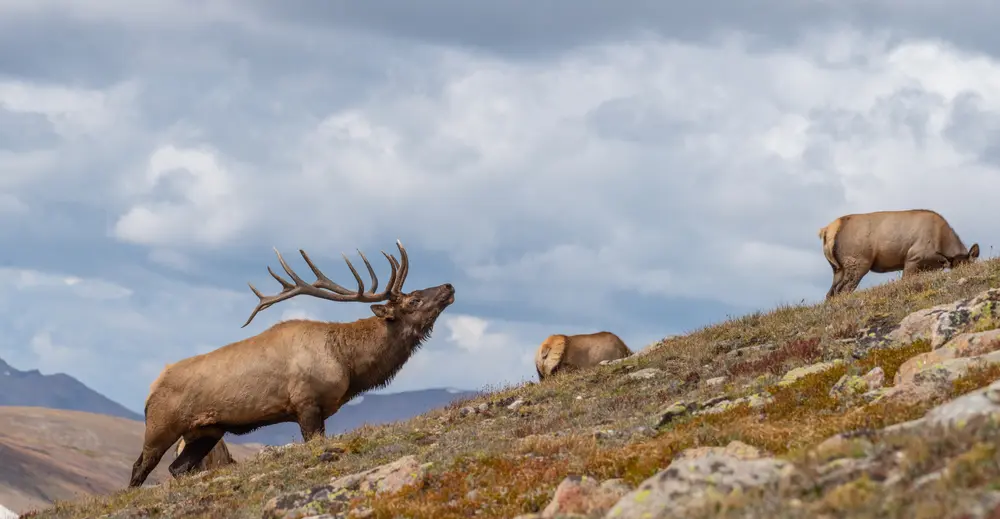 affordable hunting bucket list