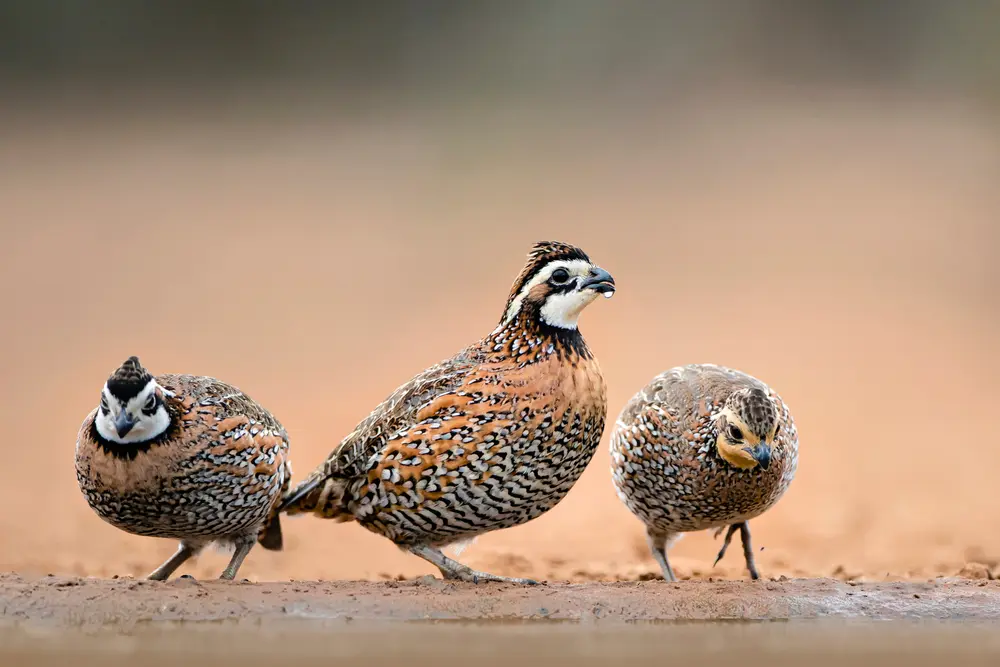 Quail Return Southern Iowa