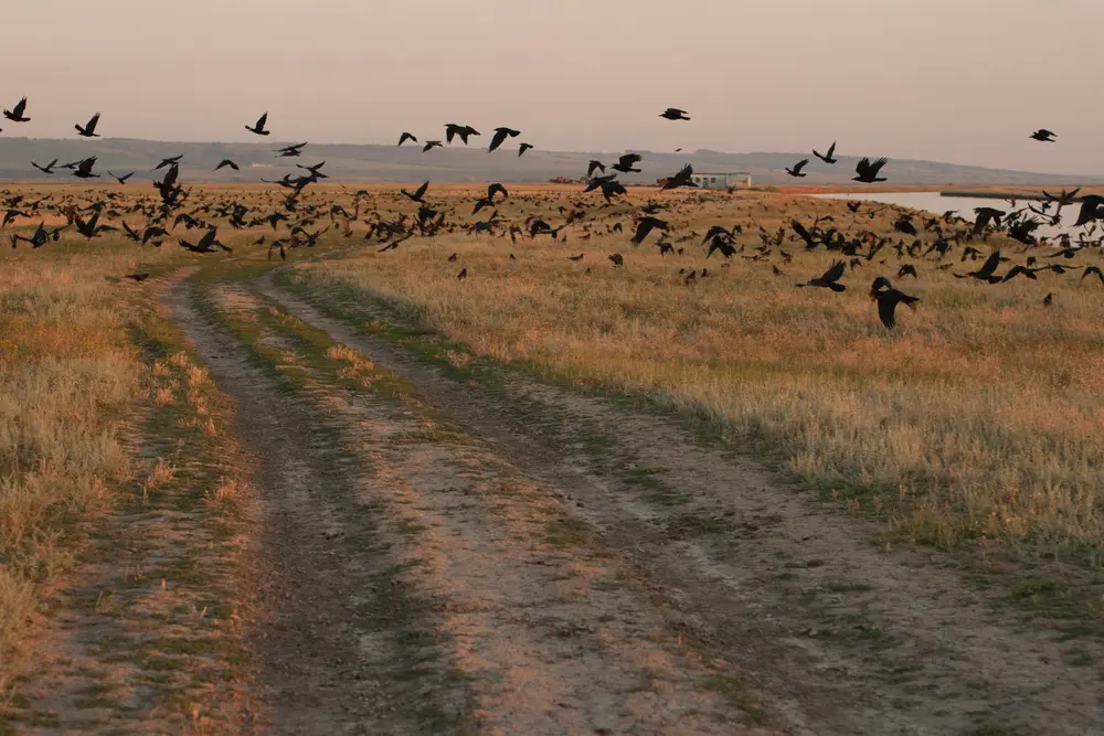 Iowa crow hunting