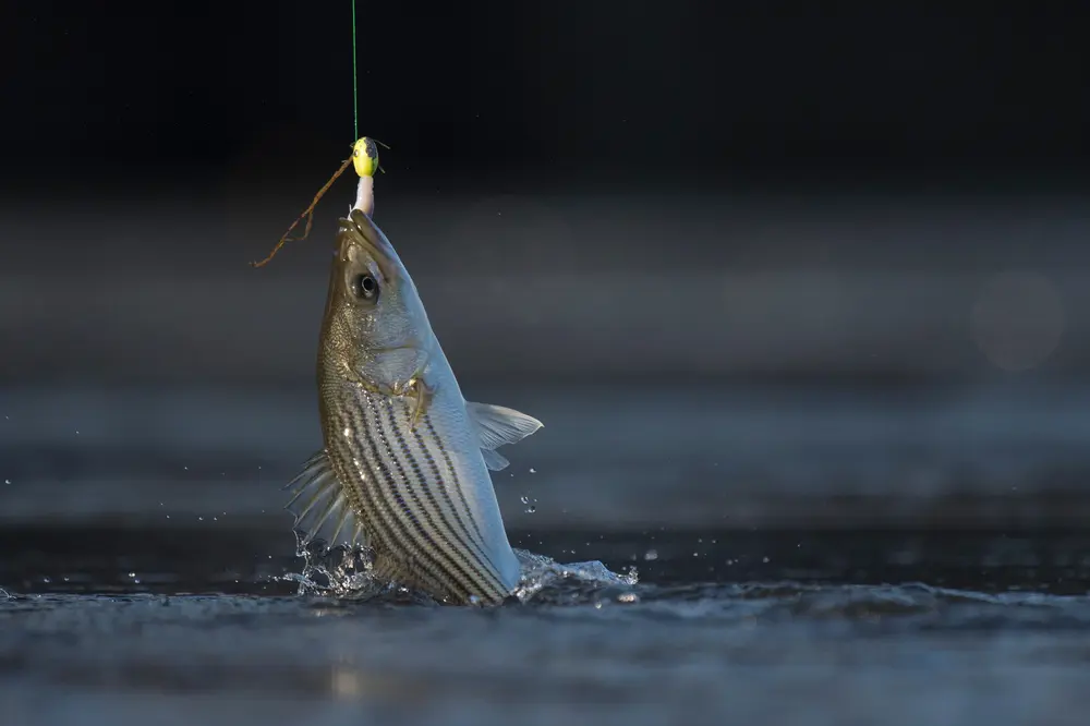 Iowa yellow bass fishing