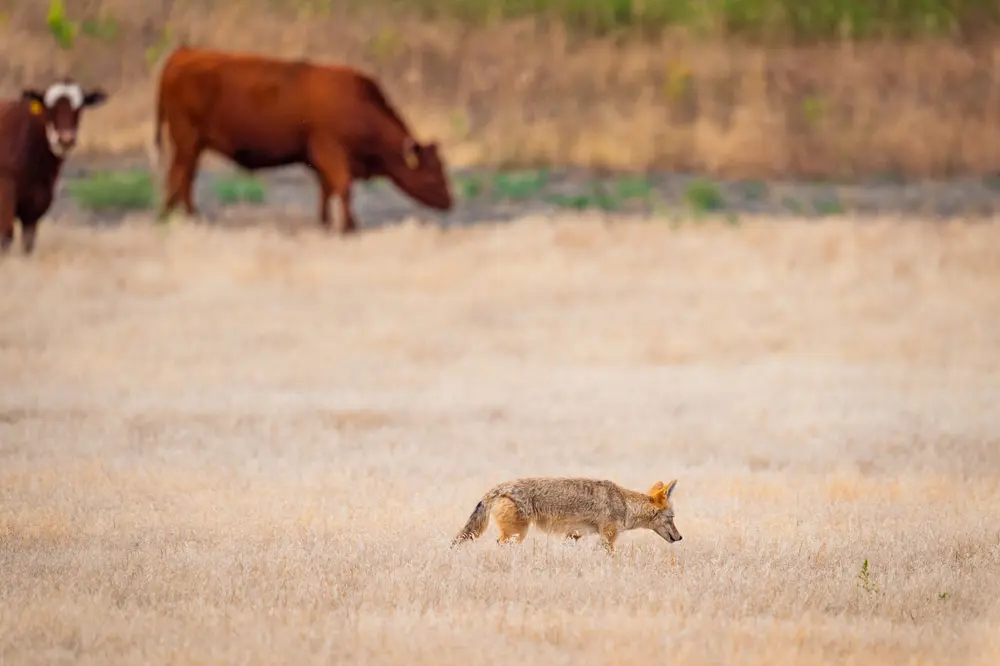 Coyote Hunting Contests