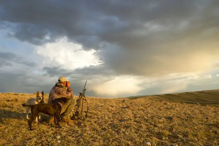 Coyote Hunting Contests