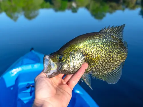 panfishing, summer, crappie