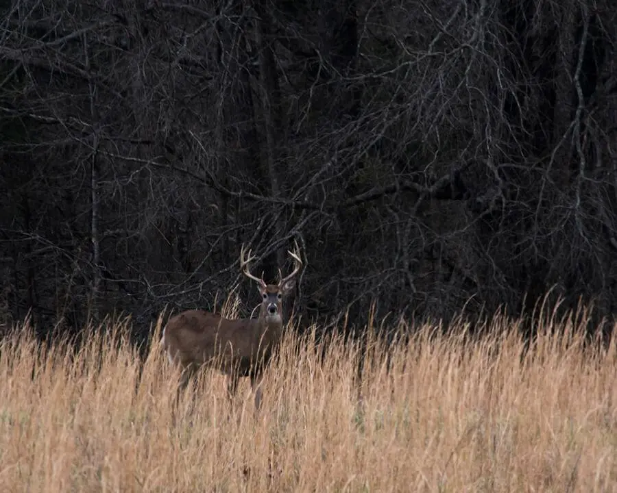 Pre-Season Deer Scouting