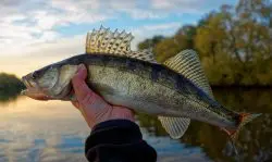 Fishing for September Walleye