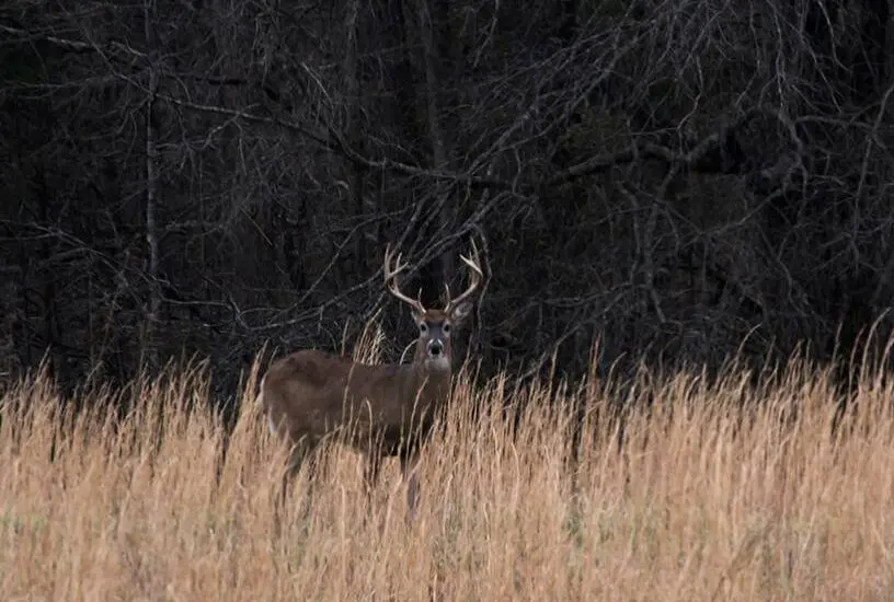 Iowa Deer Hunting Forecast 2022-23 Hunting Locked Down Bucks