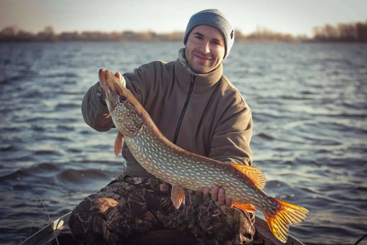 Fishing for the Predator of Predators: The Muskie