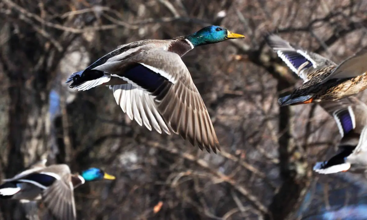Hunting Waterfowl Beyond Opener