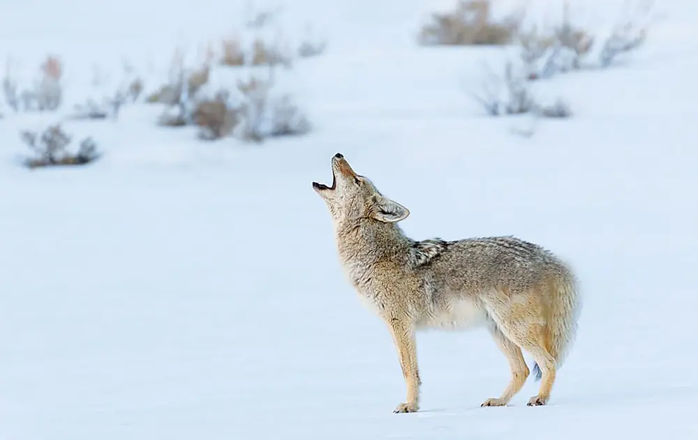 How to Call Coyotes