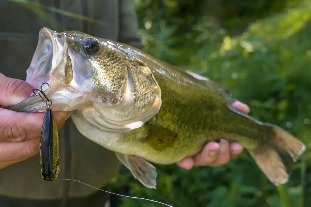 Fishing New Bass Water