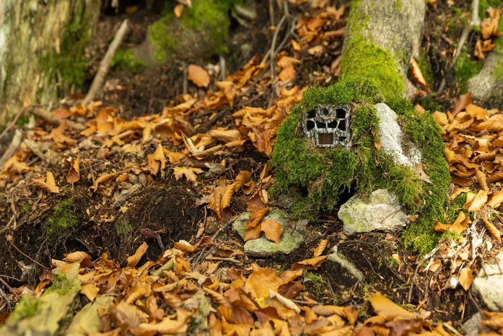 Trail Camera Things You Should Do