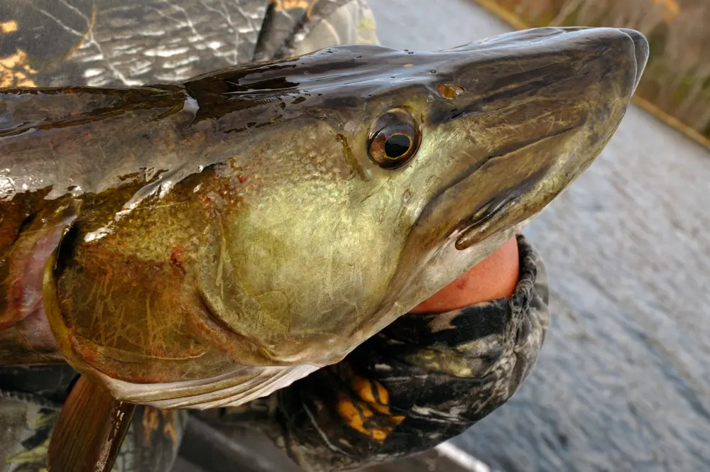 Topwater Muskies