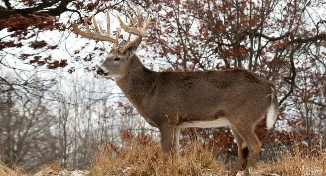 Hunting Nocturnal Bucks in Iowa