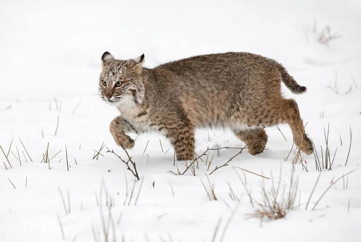How to Call Bobcats