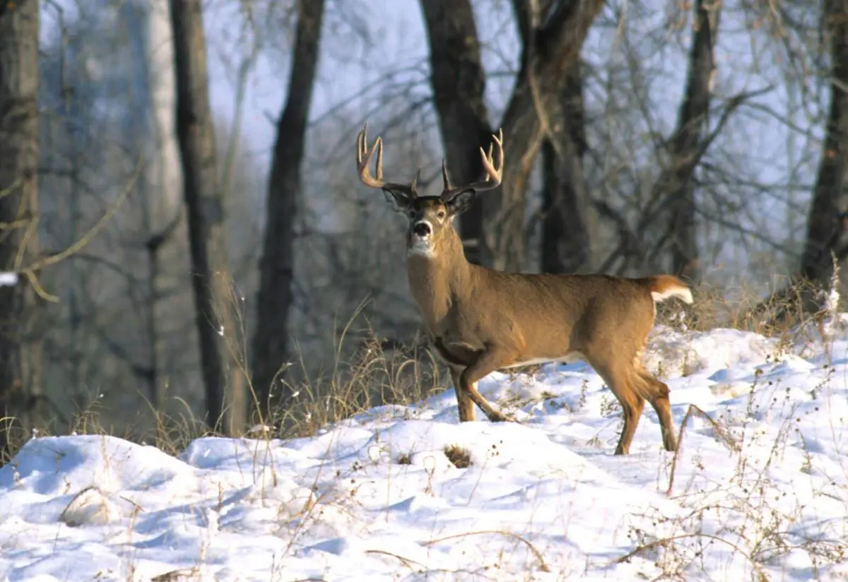 10 Tips for Iowa Rut Late Season Whitetails