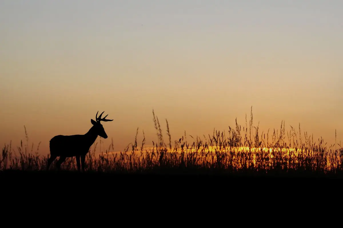 Hunting Nocturnal Whitetail